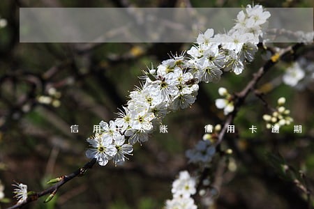 信用卡呆账 信用卡逾期 信用卡呆账 信用卡逾期